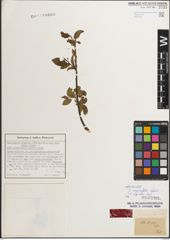 Foto von Salix myrsinifolia Salisb.